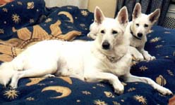 Cinderella of white Angel