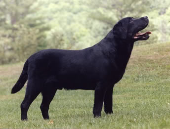 ENG/AKC/CAN CH Lindall Mastercraft
