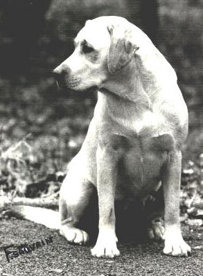 Int. Ch. Ballyduff Sunflower
