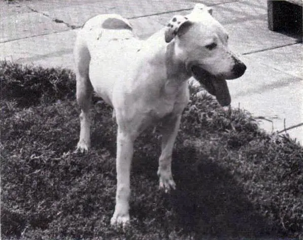 Cosma's Tacoma Amanda