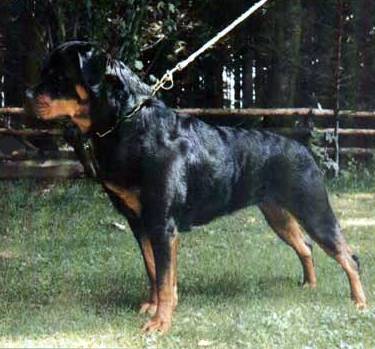 Olga von Echterdingen