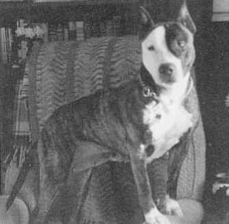 CH X-Pert Beer's Sadie A Lady