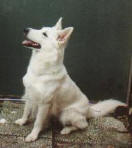 Poesjka Taiga van Hiemrod