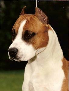 CH Fraja EC Ticket to Ride