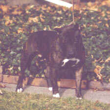 Rootntootn Fade to Black