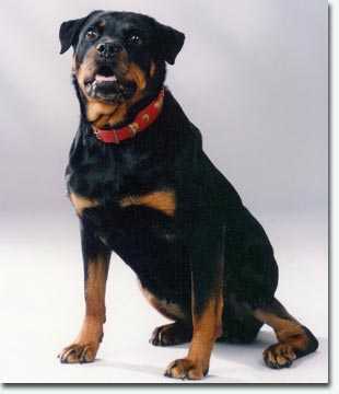 GEK.B.26.05.92 Dina vom Hause Stark