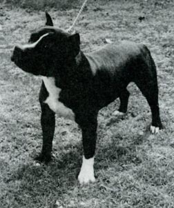 Ch. Gallant's JW