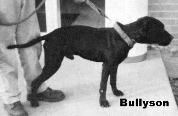 WALLING'S BULLYSON