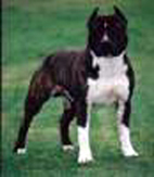 Int. Ch. Sindelar's Jock of Max