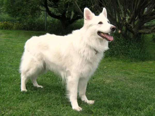 FIN CH, W-03 Goyahkle's Spirit to Juchi Cowichan