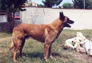 Franky du Cami de Cathéric