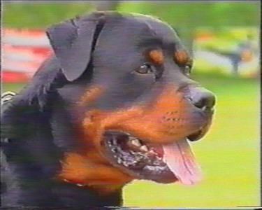 Charly von der Nonnenhohle