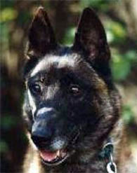 Nelton des Deux Pottois (1989) LOSH 0630558