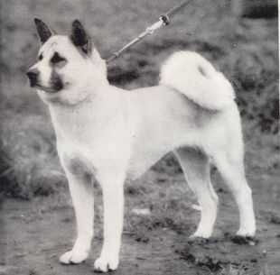 Gyokurei Go Tokyo Matsuda