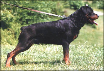 V-2 YU CH Geri von Granitkopf