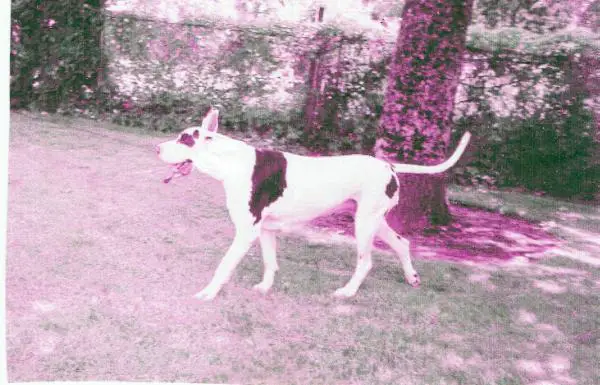 Leatrick's Porcelain Doll