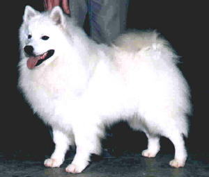 AKC-CH UKC-N'TLGRCH Hamilton's River of Dreams