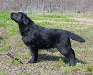 Shiloh Beulahland Blk Truffle