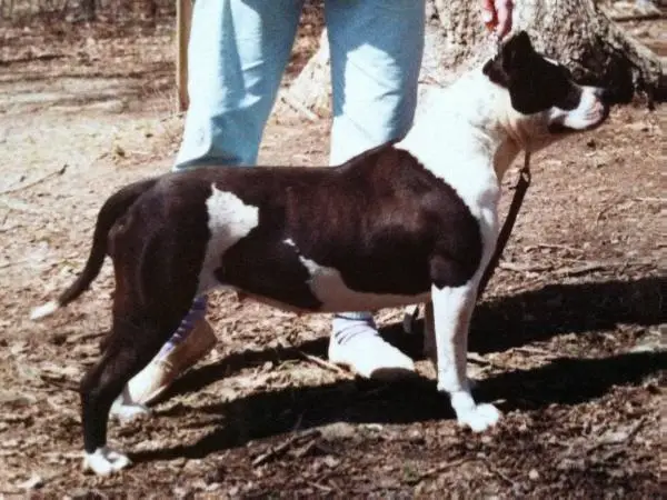 Kimmar's Blue Chip Spotakus