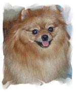 Jolvin Sweet As A Rose