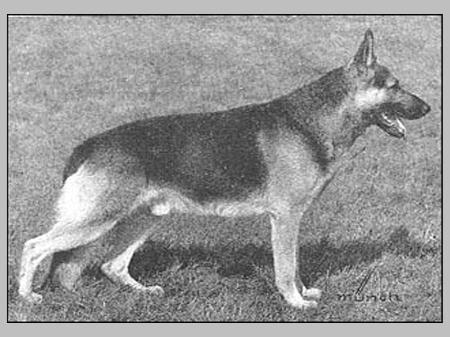 VA2 Axel vom Haus Stutterheim