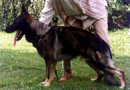 V Bo von Haus-Klönne