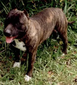 CH Gameness Maxola Gandhi