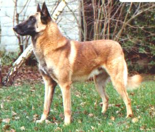 RE INTCH FR CH Pollux du Mas des Lavandes