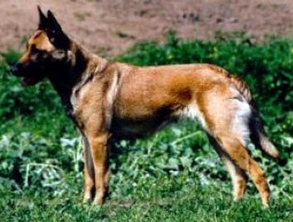 Exe-Crash les Bétulacées