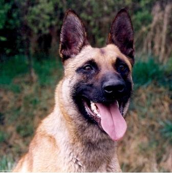 Lompy van de Vroomshoeve