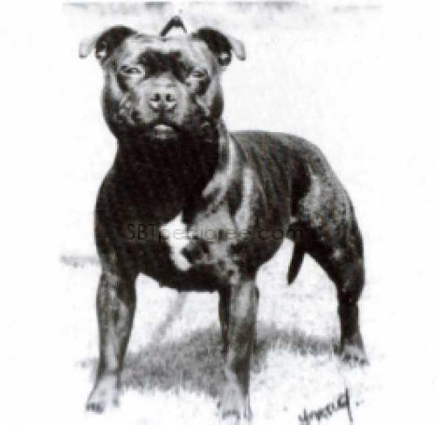 CH Spartan Wild Thyme