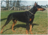 Chauka vom Warringhof  -(cocoa)