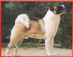 AKC CH O'BJ Bigson Of Sachmo