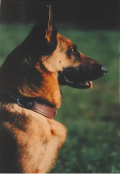 SG Sissi de la Louve Romaine