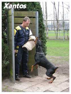 Xantos van 't Steendorp