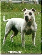 CH. Karasek's Freckles