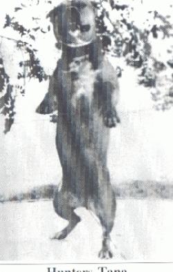 Hunter's Tana (Carver)