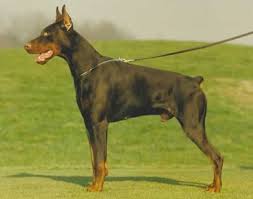 CH Icaro di Villa Castelli