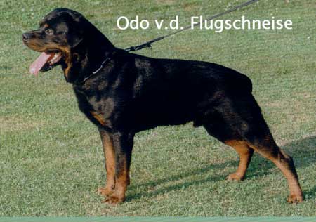 KS'97 DT.VDH CH Odo von der Flugschneise