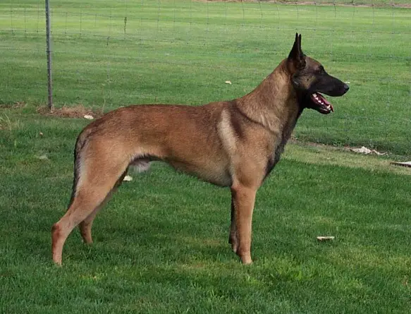 Rikkie