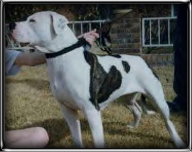 Thunderstruck's Blizzard PH-0.28/0.24