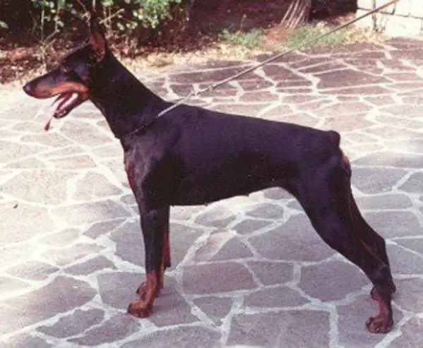 R.CH. Gravin Uline Neerlands Stamm