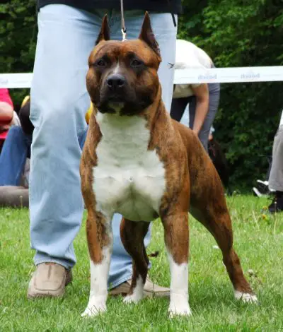 2XCAC Tiger Tattoo's Wild Mustang