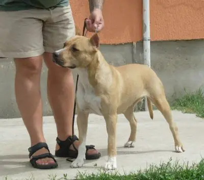 Kan-Trace Honey Tiger Tattoo's