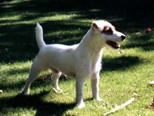 Beau the Macho of Jack's Paradise