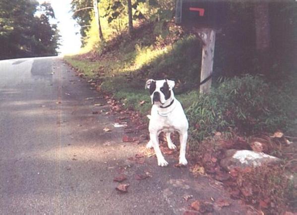 Neal's Lady is a Bandit