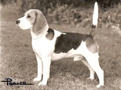 CH Mistylaw Chuckle of Millmar