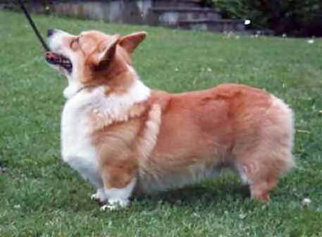 Malsis Gilt Edge Of Blands