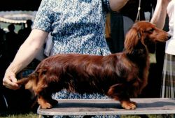 AM. CH Bayard le Jourdan