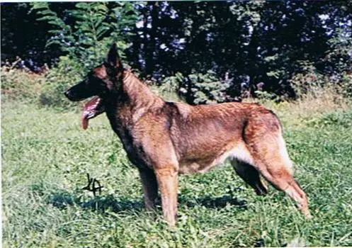 Agra Osam